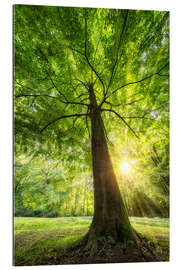 Gallery print Tree trunk of a beech with sunbeams