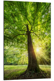 Magnettafel Baumstamm einer Buche mit Sonnenstrahlen