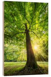 Quadro de madeira Tree trunk of a beech with sunbeams