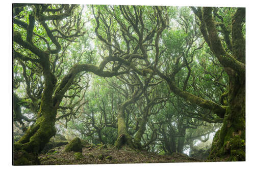 Stampa su alluminio Ancient Fairy-Tale Forest on Madeira