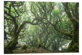 Aluminium print Ancient Fairy-Tale Forest on Madeira