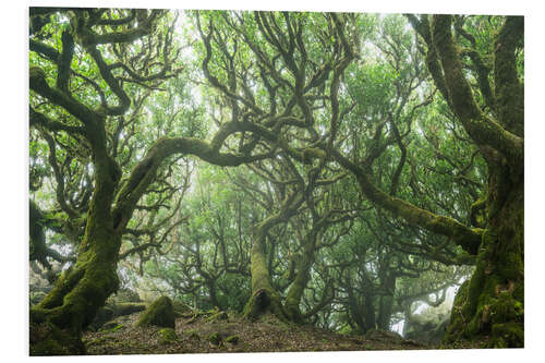 Foam board print Ancient Fairy-Tale Forest on Madeira