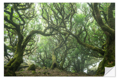 Sticker mural Ancient Fairy-Tale Forest on Madeira