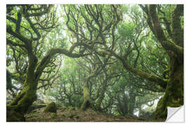 Selvklæbende plakat Ancient Fairy-Tale Forest on Madeira