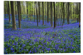 Akryylilasitaulu Hallerbos Forest during Spring