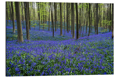 Alubild Hallerbos Wald im Frühling