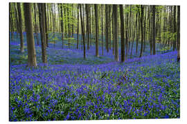 Tableau en aluminium Hallerbos Forest during Spring