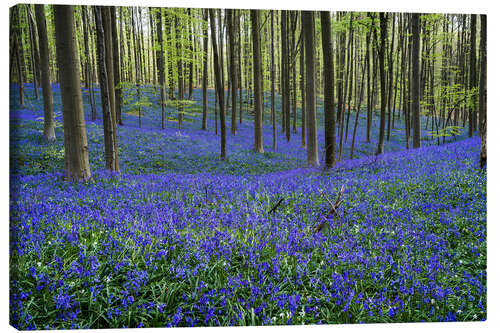 Leinwandbild Hallerbos Wald im Frühling