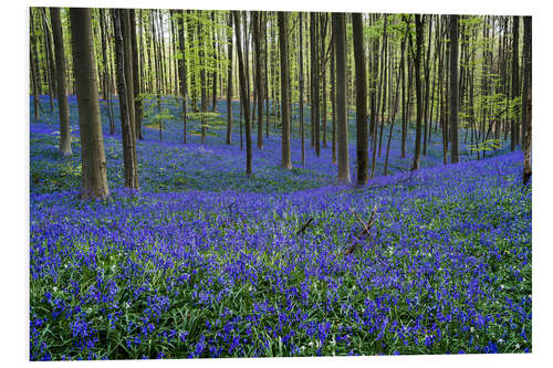 PVC print Hallerbos Forest during Spring