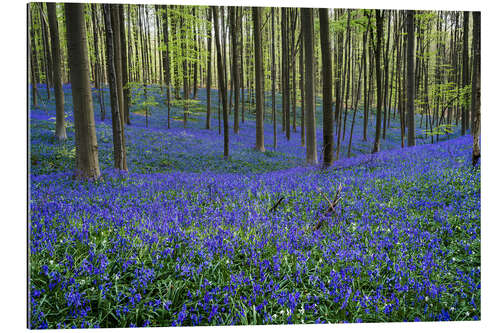 Gallery print Hallerbos Forest during Spring