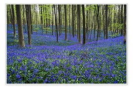 Print  Hallerbos Forest during Spring - Andreas Wonisch