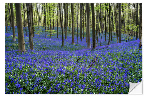 Selvklebende plakat Hallerbos Forest during Spring