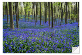 Sticker mural Hallerbos Forest during Spring