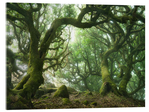 Cuadro de metacrilato Fairy Tale Forest with Laurel Trees on Madeira