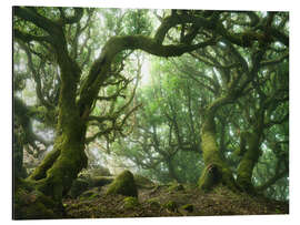 Aluminium print Fairy Tale Forest with Laurel Trees on Madeira