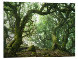 Foam board print Fairy Tale Forest with Laurel Trees on Madeira