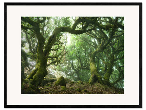 Impression artistique encadrée Forêt des fées à Madère avec des lauriers