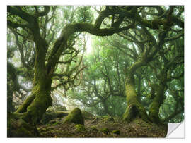 Selvklebende plakat Fairy Tale Forest with Laurel Trees on Madeira