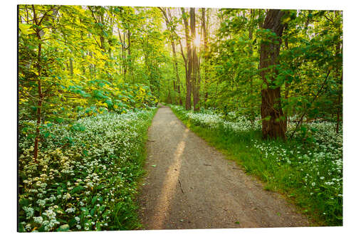 Aluminium print Wild Garlic Forest