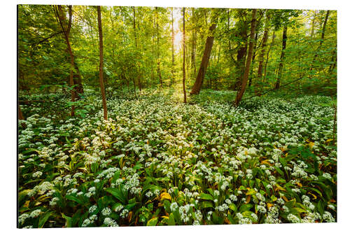 Cuadro de aluminio Bosque de la primavera