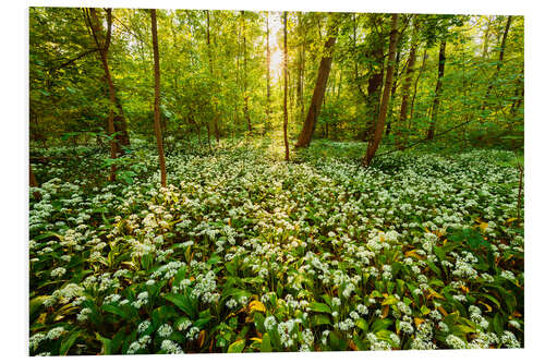 Foam board print Spring forest