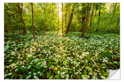 Selvklæbende plakat Spring forest