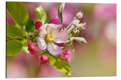 Aluminium print Spring blossom with green leaves