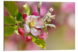 Cuadro de aluminio Spring blossom with green leaves