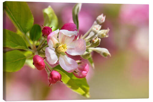 Canvas-taulu Spring blossom with green leaves