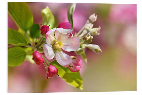 Print på skumplade Spring blossom with green leaves