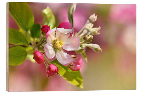 Wood print Spring blossom with green leaves