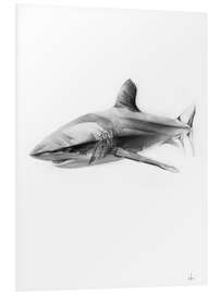 Foam board print Shark I