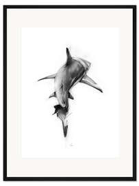 Gerahmter Kunstdruck Shark II