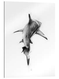 Gallery print Shark II