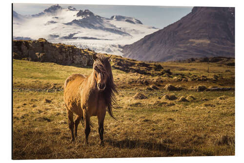 Aluminium print Iceland horse