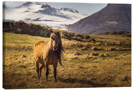 Lærredsbillede  Iceland horse - Justin Schümann