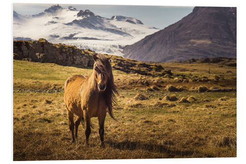 Hartschaumbild Islandpferd | Island | Pferd