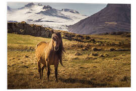 Foam board print Iceland horse