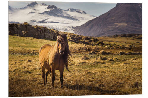 Gallery print Iceland horse