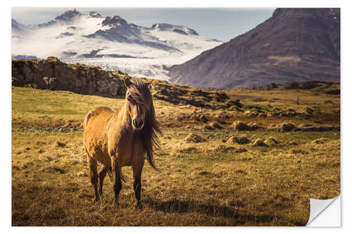 Naklejka na ścianę Iceland horse