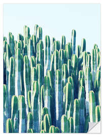 Selvklebende plakat Cactus