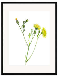 Gerahmter Kunstdruck Felddistel