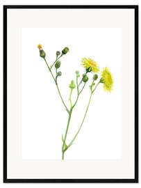 Plakat artystyczny premium w ramie Field Sowthistle