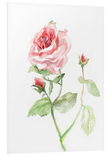 Foam board print Pink rose