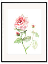 Gerahmter Kunstdruck Rosa Rose