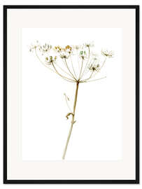Gerahmter Kunstdruck Wilde Möhre