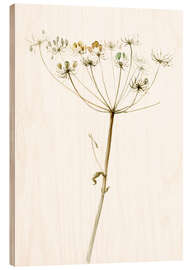 Wood print Queen Anne´s Lace