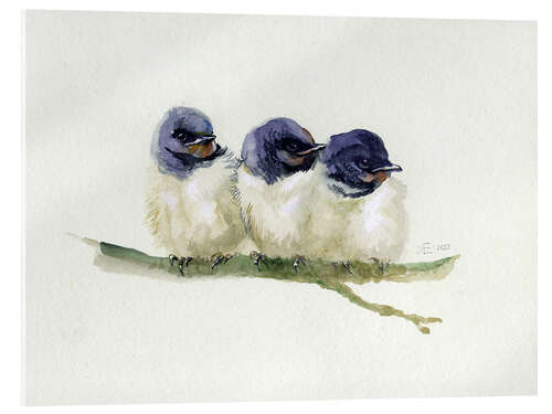 Akrylbillede 3 little swallows