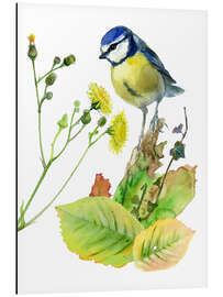 Cuadro de aluminio Blue Tit Bird and Sowthistle