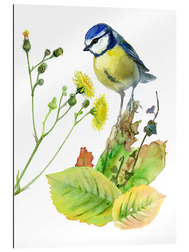 Quadro em plexi-alumínio Blue Tit Bird and Sowthistle